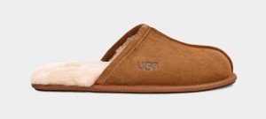 Pantuflas Ugg Scuff Hombre Marrones | Argentina PUTENQL-86