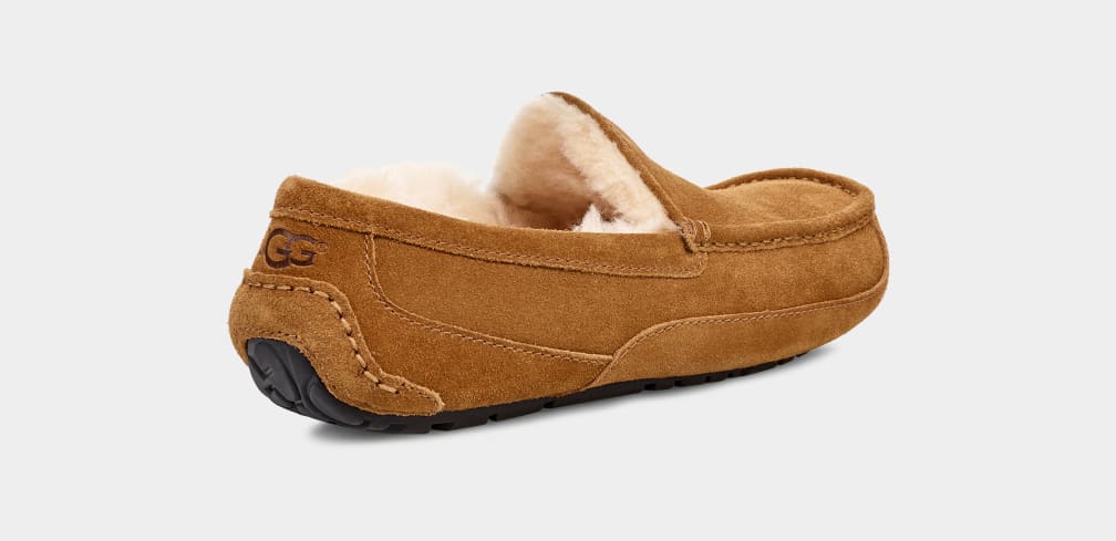 Mocasines Ugg Ascot Hombre Marrones | Argentina UZEBKOQ-51