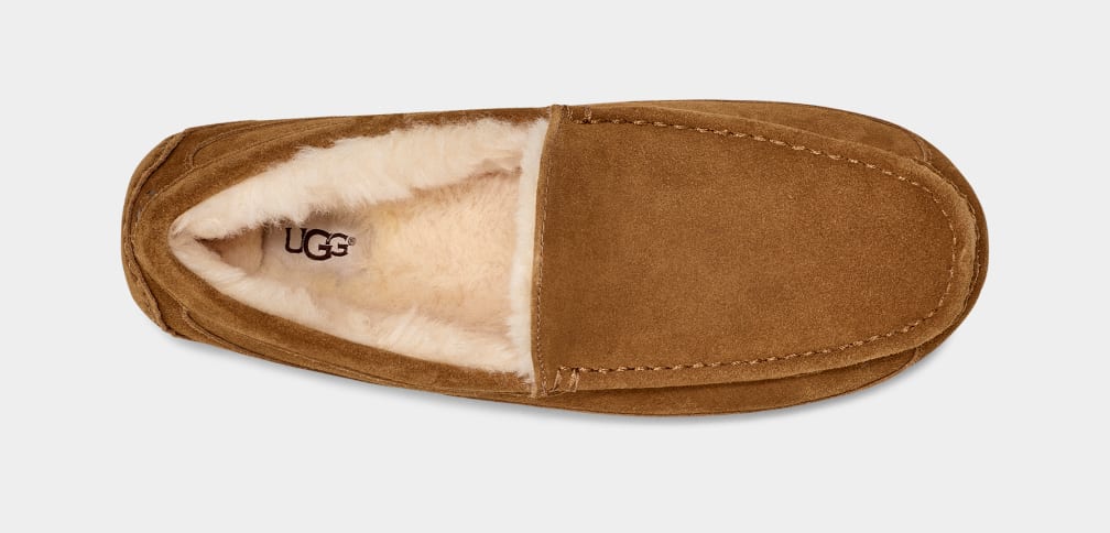 Mocasines Ugg Ascot Hombre Marrones | Argentina UZEBKOQ-51