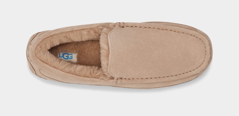 Pantuflas Ugg Ascot Hombre Marrones | Argentina EROFQZB-57