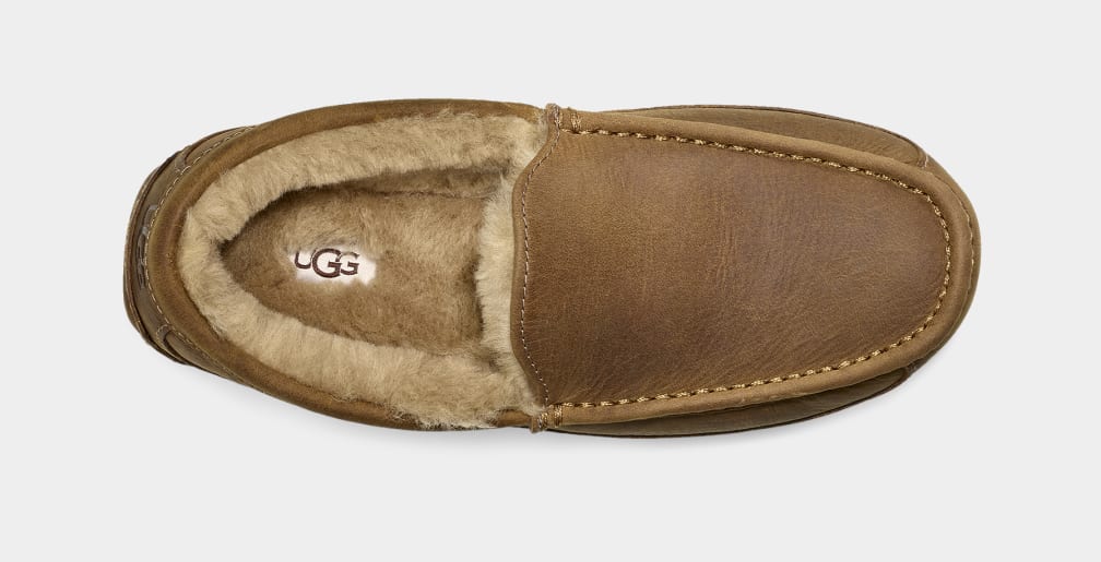 Pantuflas Ugg Ascot Matte Leather Hombre Marrones | Argentina ZETCNSI-94