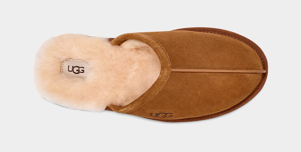 Pantuflas Ugg Scuff Hombre Marrones | Argentina PUTENQL-86