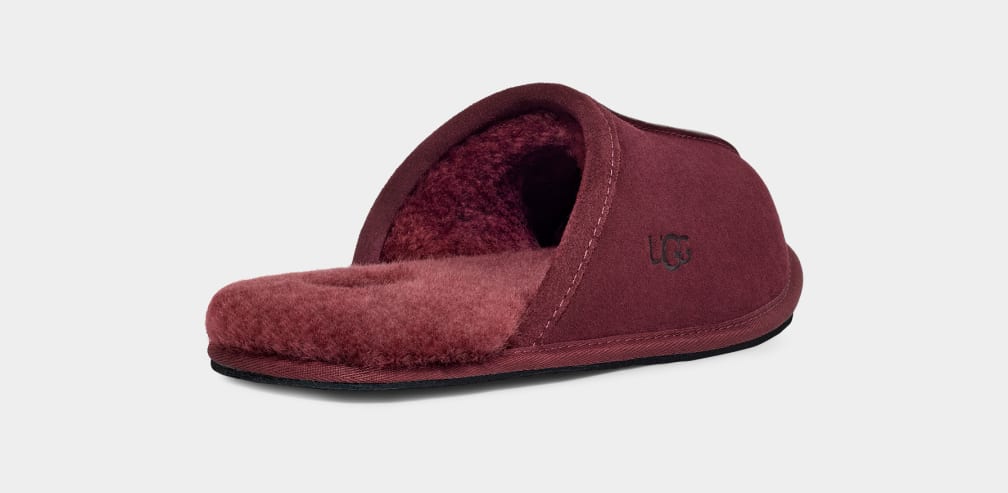 Pantuflas Ugg Scuff Hombre Moradas | Argentina UMVPCQS-24